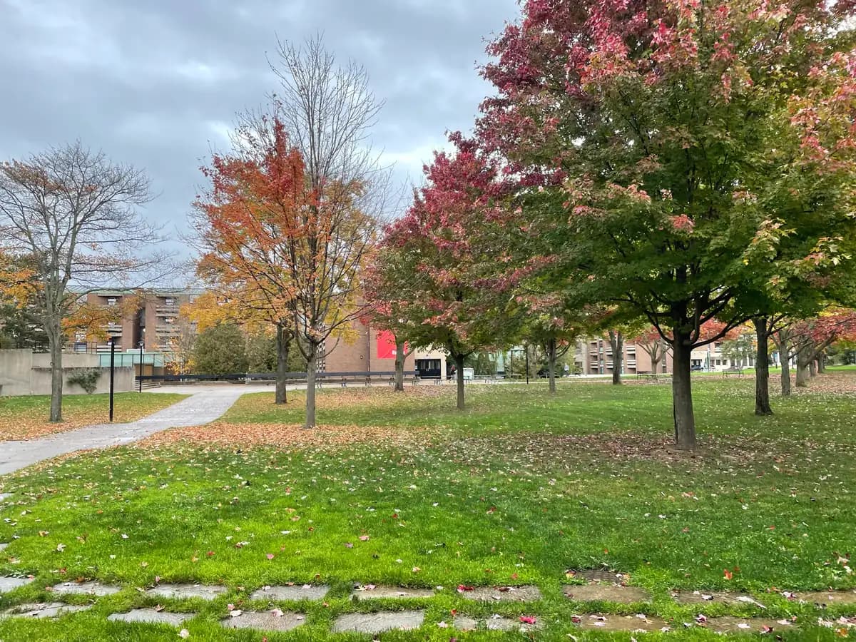 A lawn with autumn trees on Brock's main campus, with the brick DeCew Residence buildings behind the trees