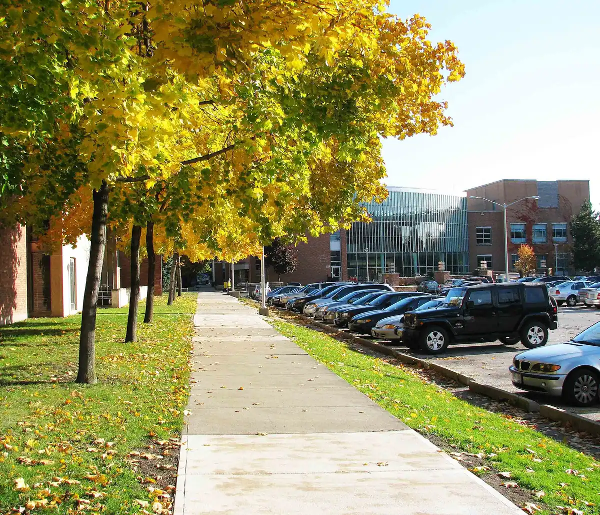 Walkway lined with yellow autumn trees beside a parking lot, with the glass front of UWindsor's CAW Student Centre behind